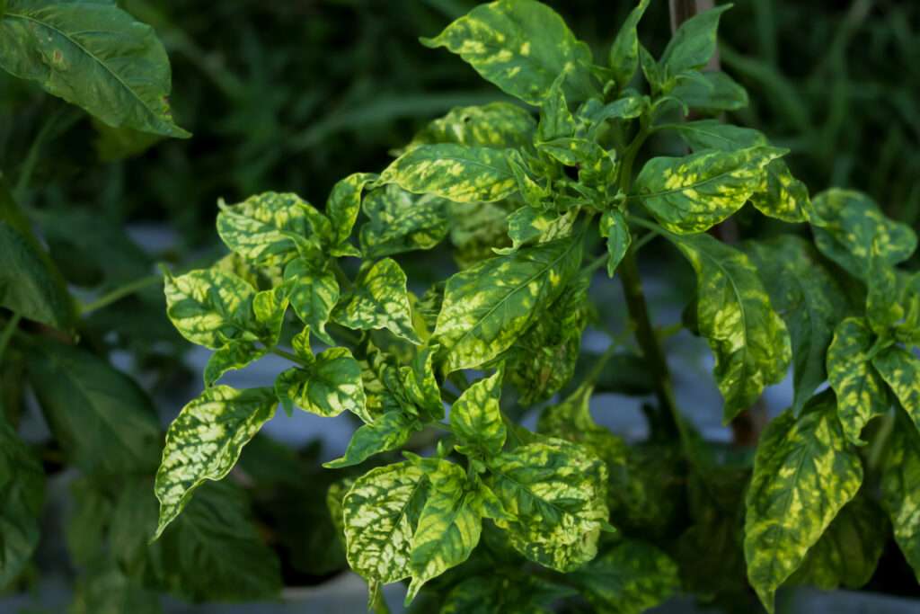 Photo of cayenne pepper plants affected by the gemini virus or Begomovirus virus.