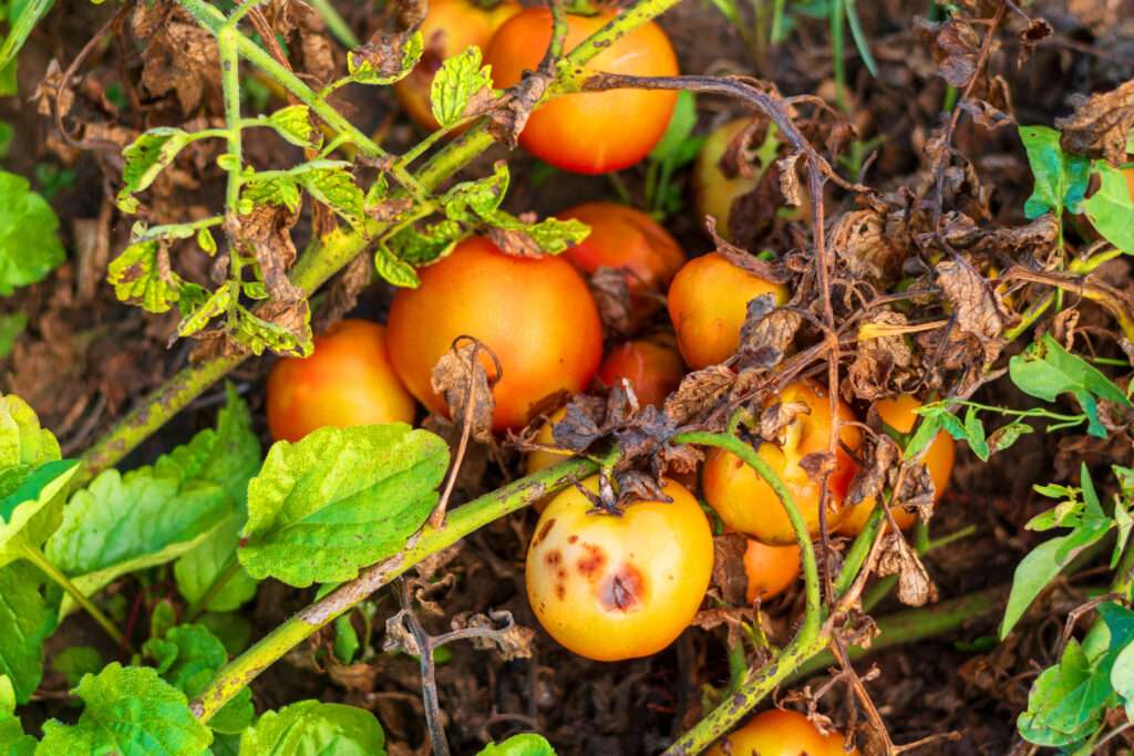 Plant de tomates malade
