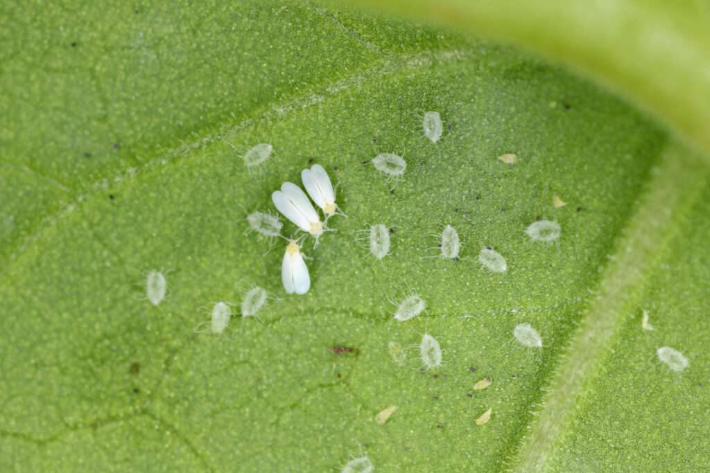 Adultes et nymphes de la mouche blanche du coton (Bemisia tabaci) sur la face inférieure d'une feuille de coton